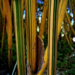 Bamb Bambusa multiplex Alphonse Karr